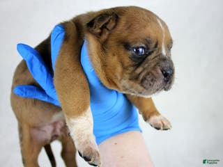 American Bully dogs Black Fawn Merle Female - Ad 35