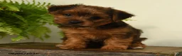 Shorkie dogs for sale: Lilac - Ad 5