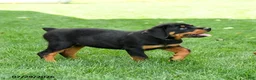 Rottweiler dogs for sale: Bruno - Ad 4