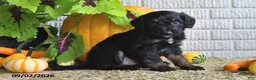 Mixed Breed dogs for sale: Teddy - Ad 3