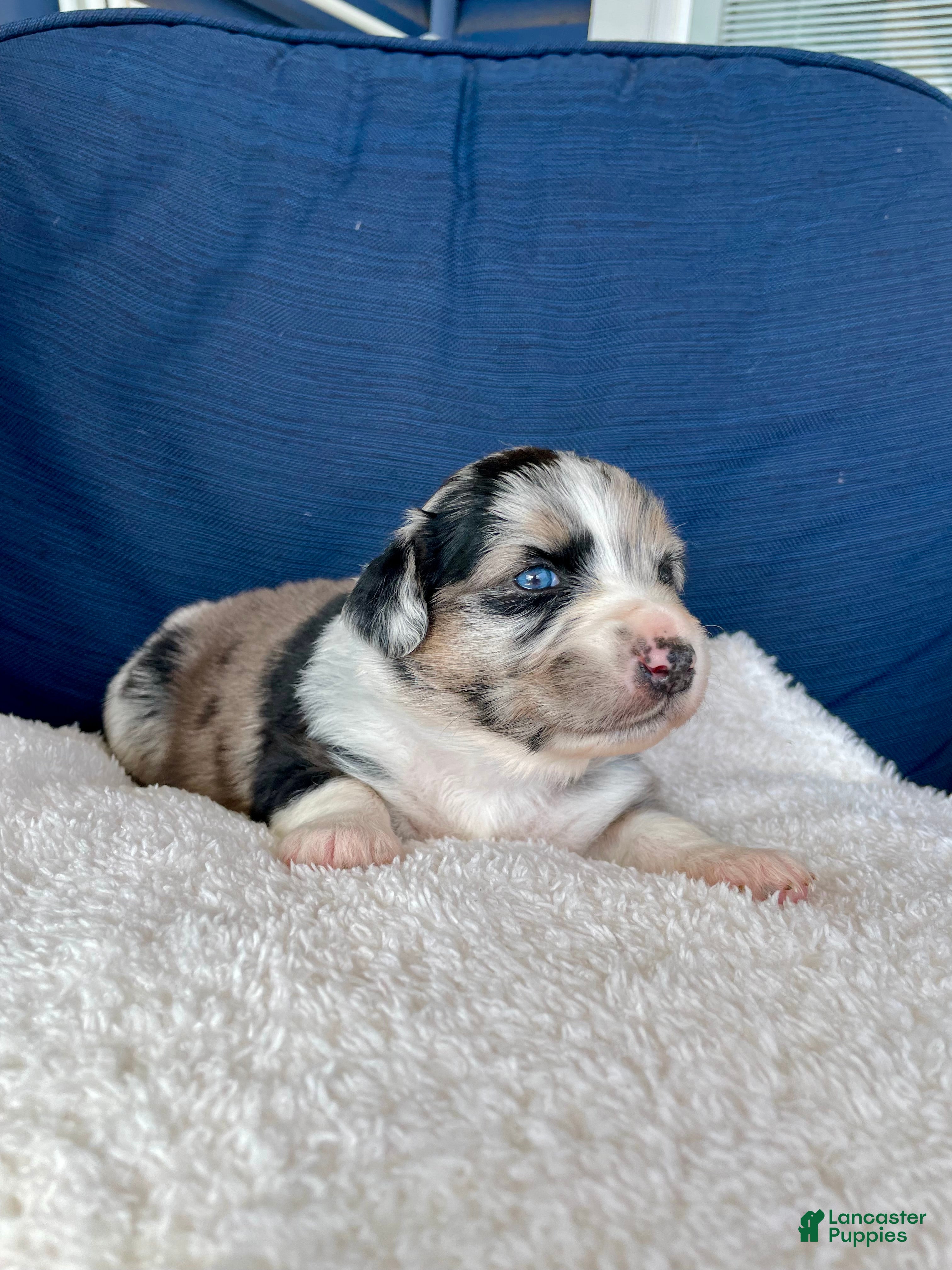 Australian Shepherd dogs Ellie - Ad 22