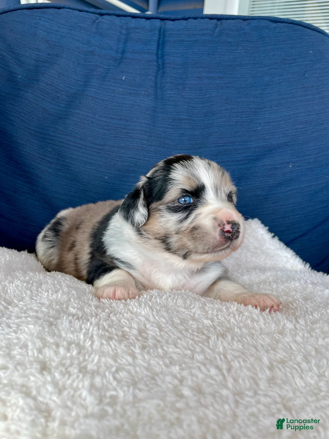 Australian Shepherd dogs for sale: Ellie - Ad 2