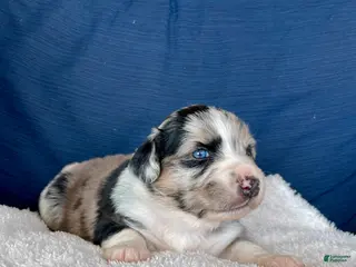 Australian Shepherd dogs Ellie - Ad 22