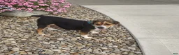 Beabull dogs for sale: Luna - Ad 5