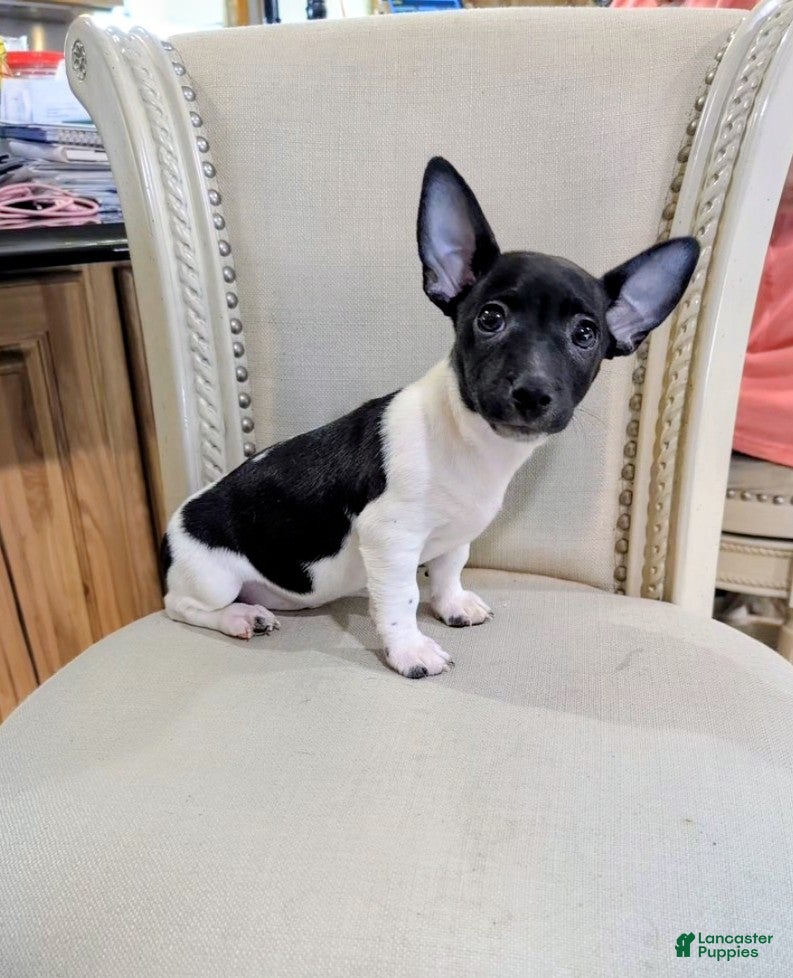 Teddy Roosevelt Terrier dogs VENUS  - Ad 2