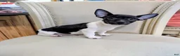 Teddy Roosevelt Terrier dogs for sale: VENUS  - Ad 2