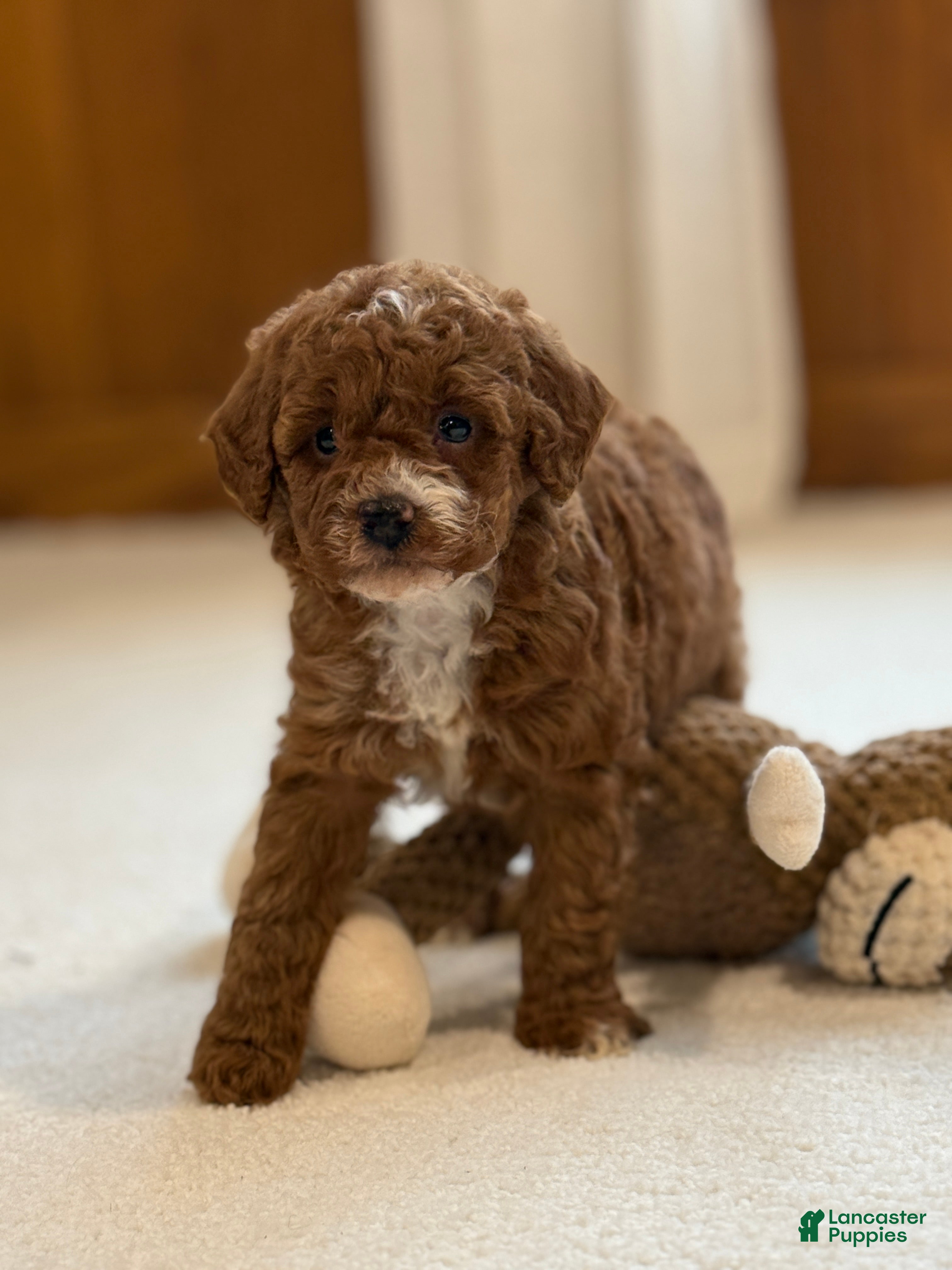 Miniature Poodle dogs Jazzy - Ad 6