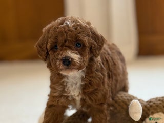 Miniature Poodle dogs Jazzy - Ad 8