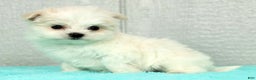 Maltese dogs for sale: Betsy - Ad 5