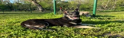 German Shepherd dogs for sale: COMING SOON!! Trained Deterrent Dog!!  - Ad 8