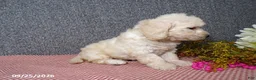 Bichpoo dogs for sale: Tessa - Ad 4