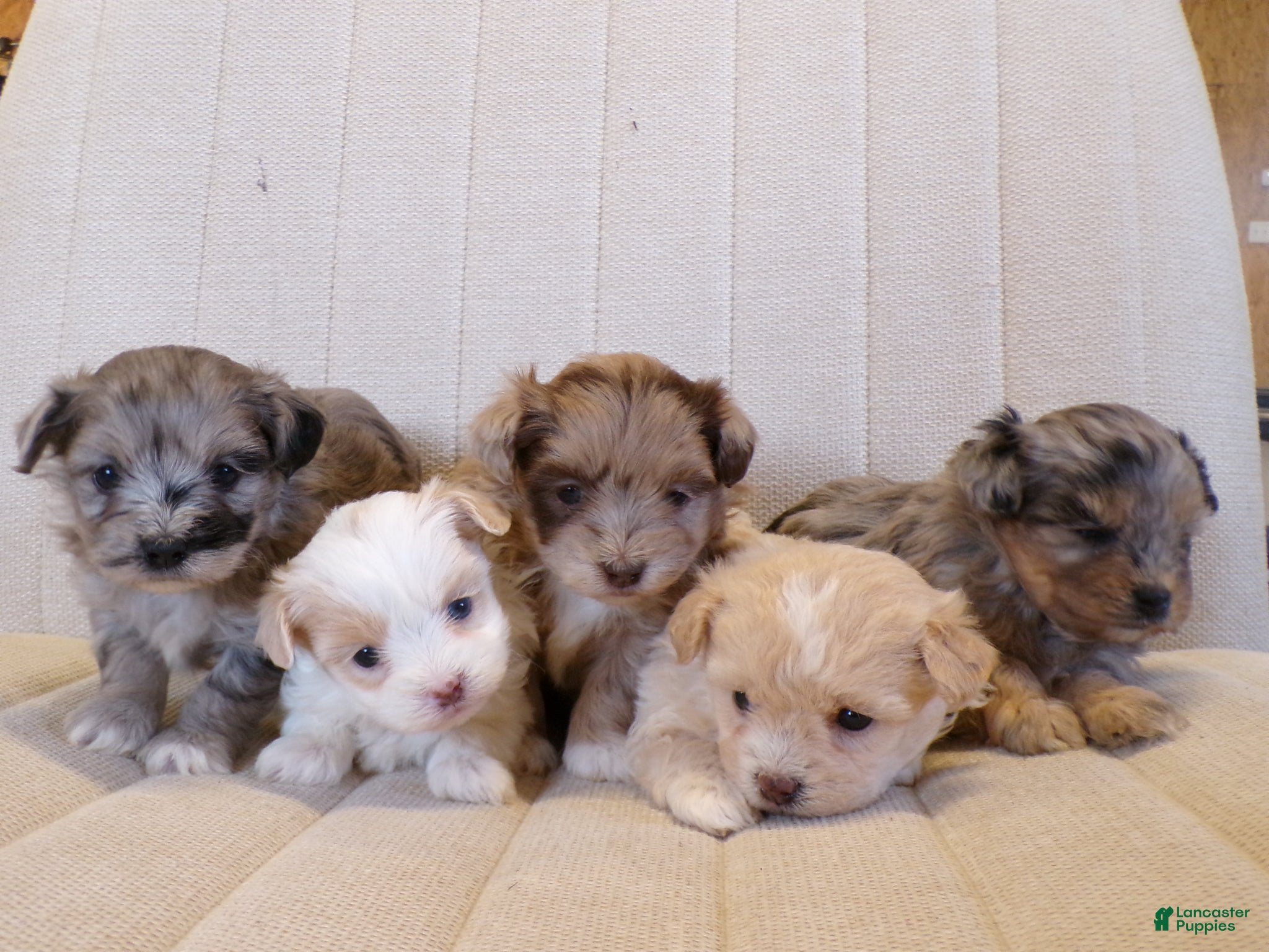 Shihpoo dogs Piper - Ad 2