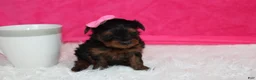 Yorkiepoo dogs for sale: Ella  - Ad 3