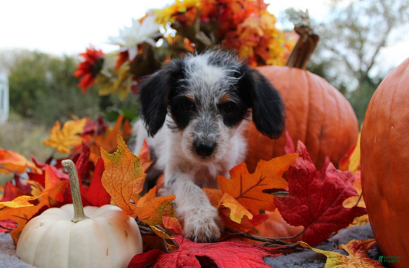 Aussiedoodle dogs Chip - Ad 13