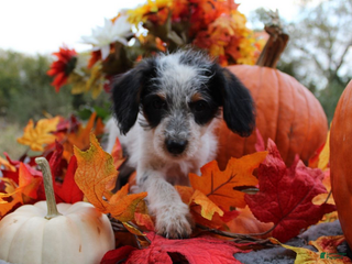 Aussiedoodle dogs Chip - Ad 7