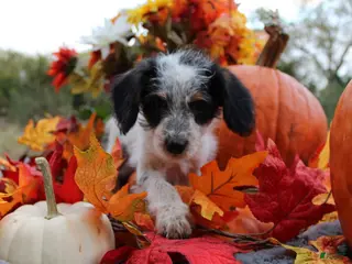 Aussiedoodle dogs Chip - Ad 13