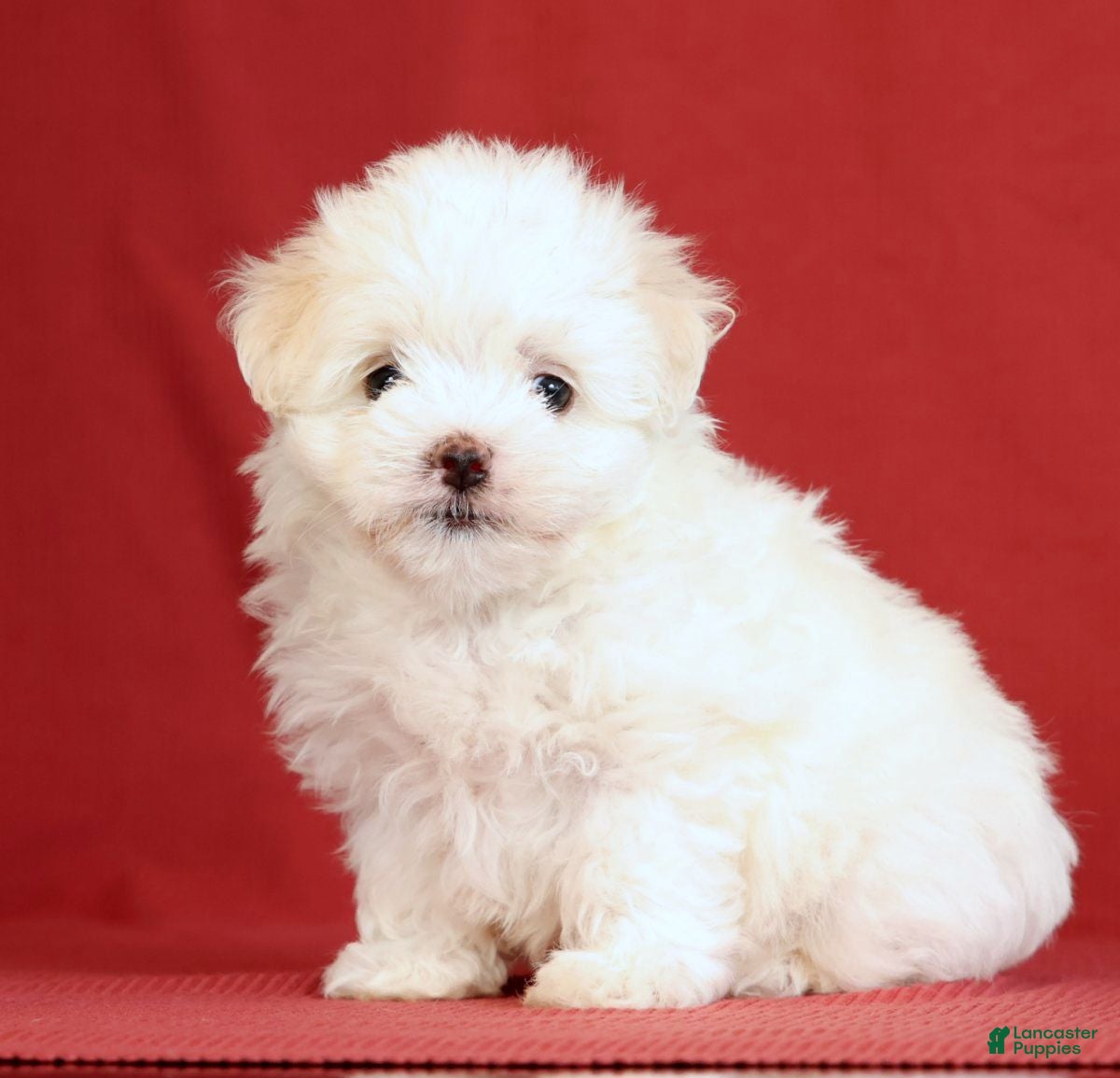 Maltese dogs Abby - Ad 1