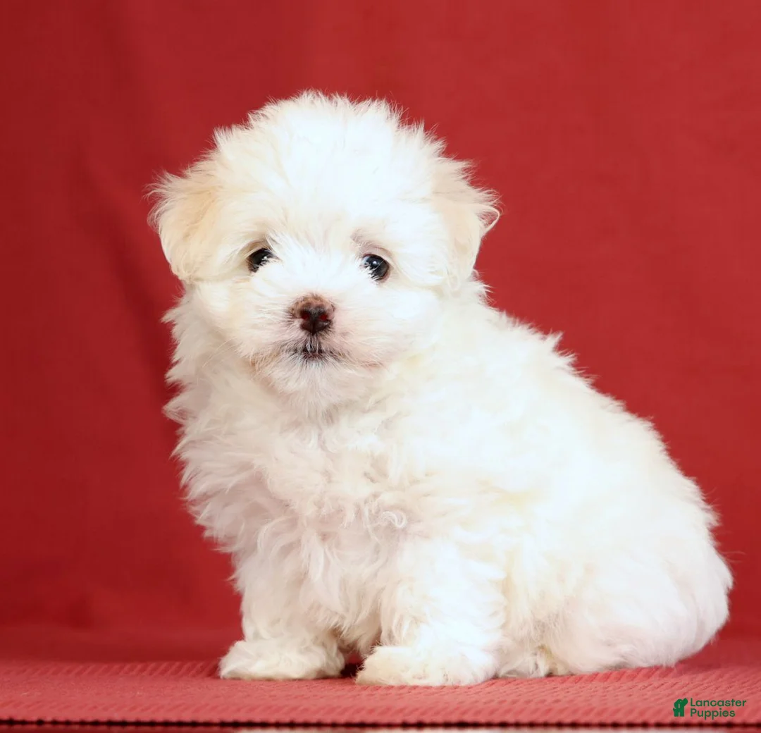 Maltese dogs for sale: Abby - Ad 1