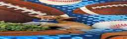 Chihuahua dogs for sale: Darrell - Ad 4