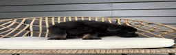 German Shepherd dogs for sale: Ruger - Ad 6