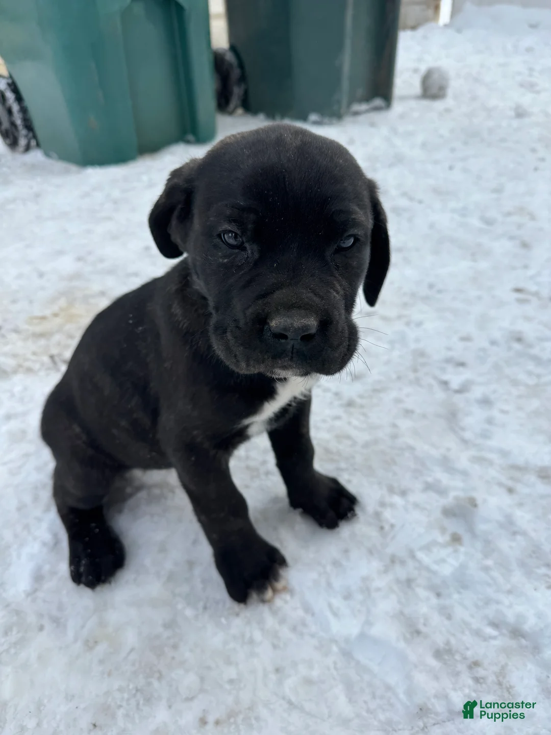 Cane Corso dogs for sale: Zuko - Ad 3