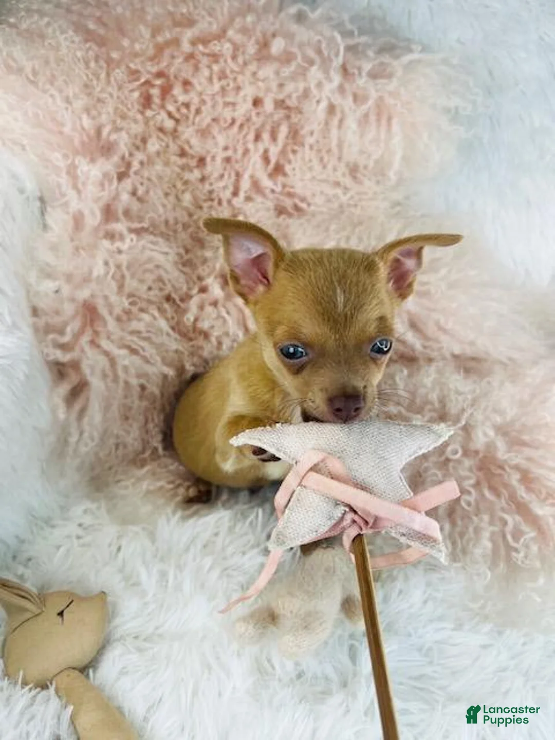 Chihuahua dogs for sale: Chihuahua Puppy 1 - Ad 2