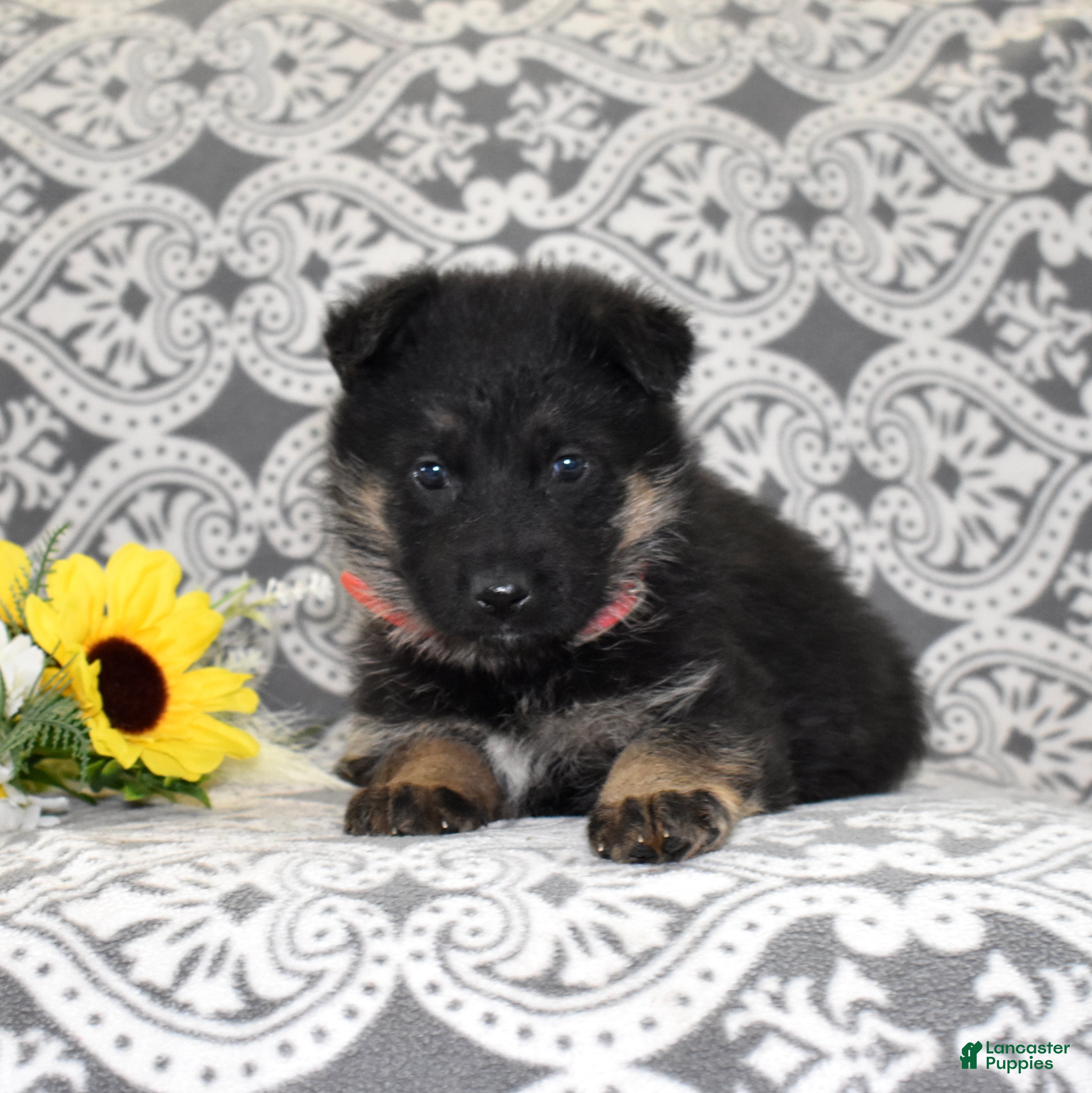 German Shepherd dogs Diamond - Ad 2