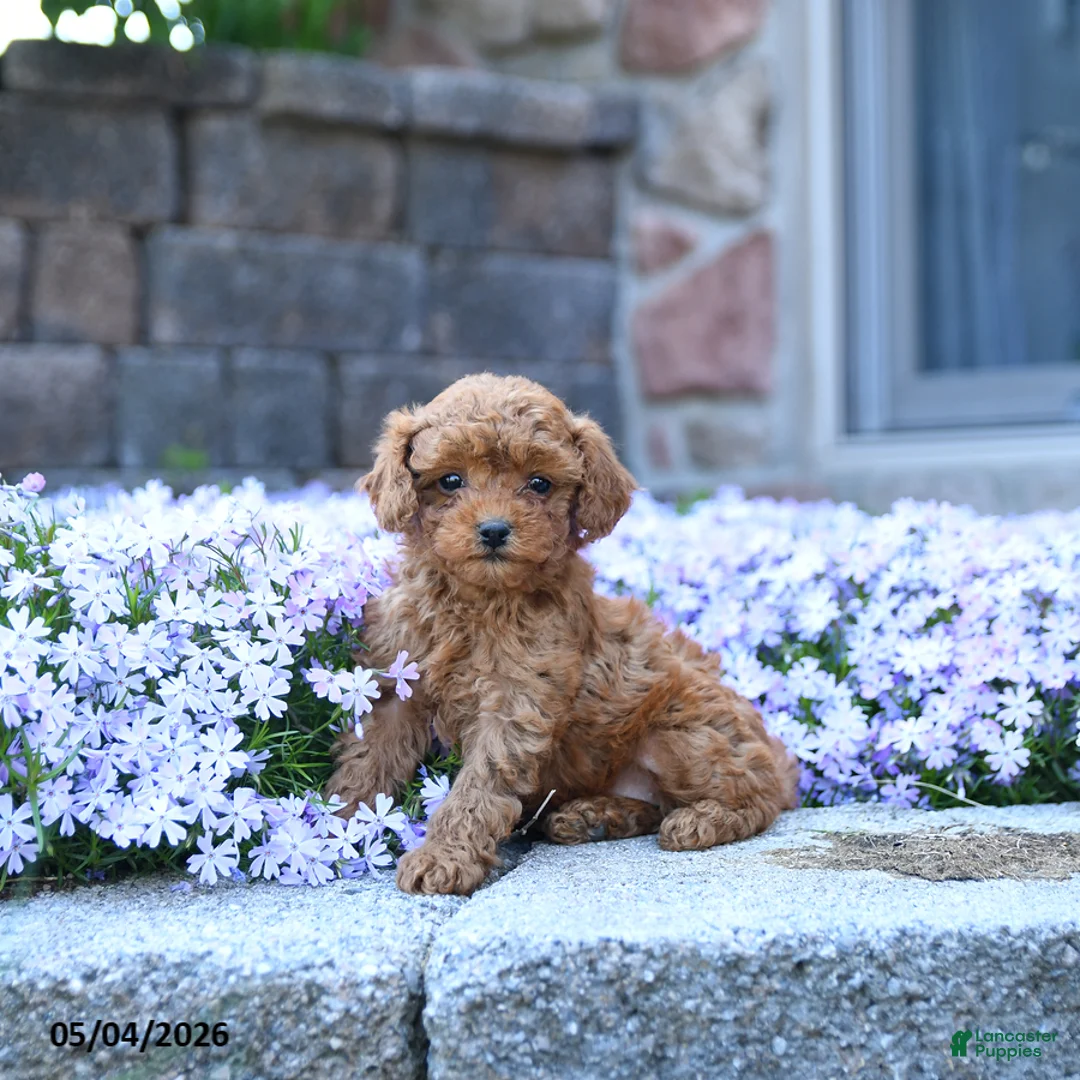Toy Poodle dogs for sale: Lilly - Ad 1