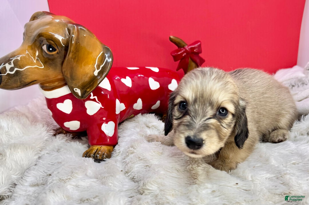 Miniature Dachshund dogs for sale: Cream boy - Ad 2