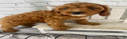Cavapoo dogs for sale: Bella - Ad 11