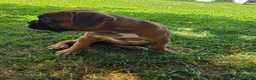 Boxer dogs for sale: Barkley  - Ad 9