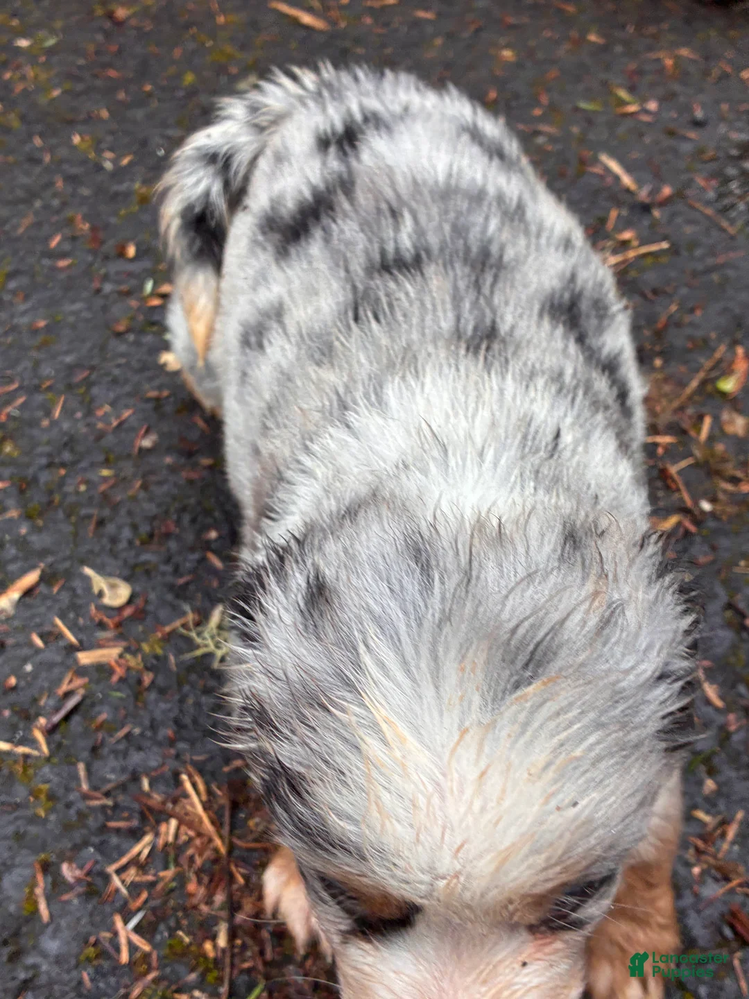 Miniature Australian Shepherd dogs for sale: Phoenix  - Ad 2