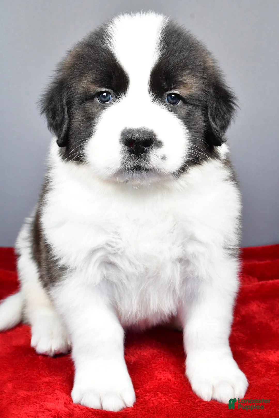 Saint Bernard dogs for sale: forest - Ad 3