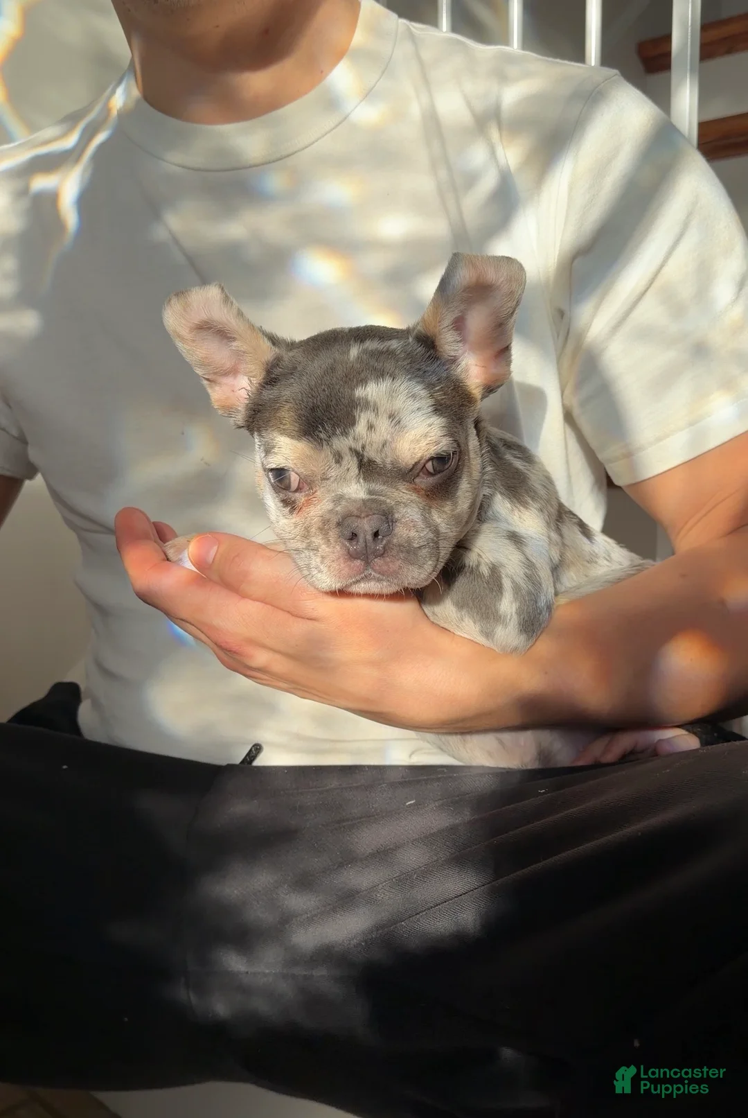French Bulldog dogs for sale: Myles - Ad 5