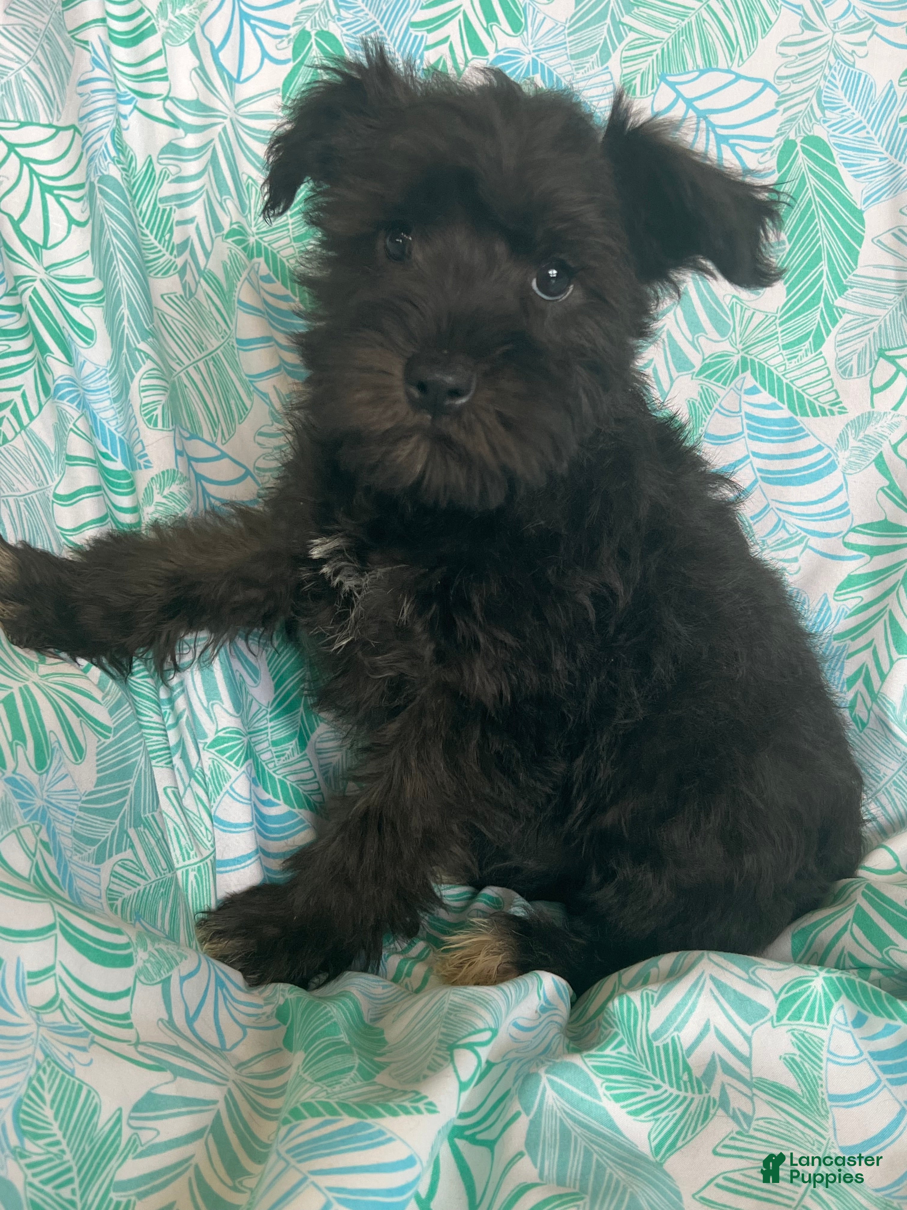 Miniature Schnauzer dogs Miniature Schnauzer 3 (Taylor) - Ad 2
