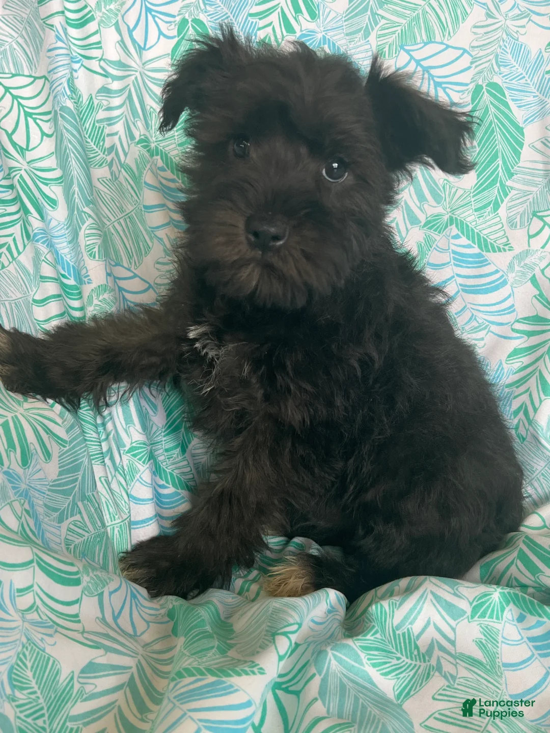 Miniature Schnauzer dogs for sale: Miniature Schnauzer 3 (Taylor) - Ad 2