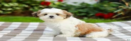 Shih Tzu dogs for sale: Anthony (Puppy Raised in Our Home and Working on Potty Training!) - Ad 4