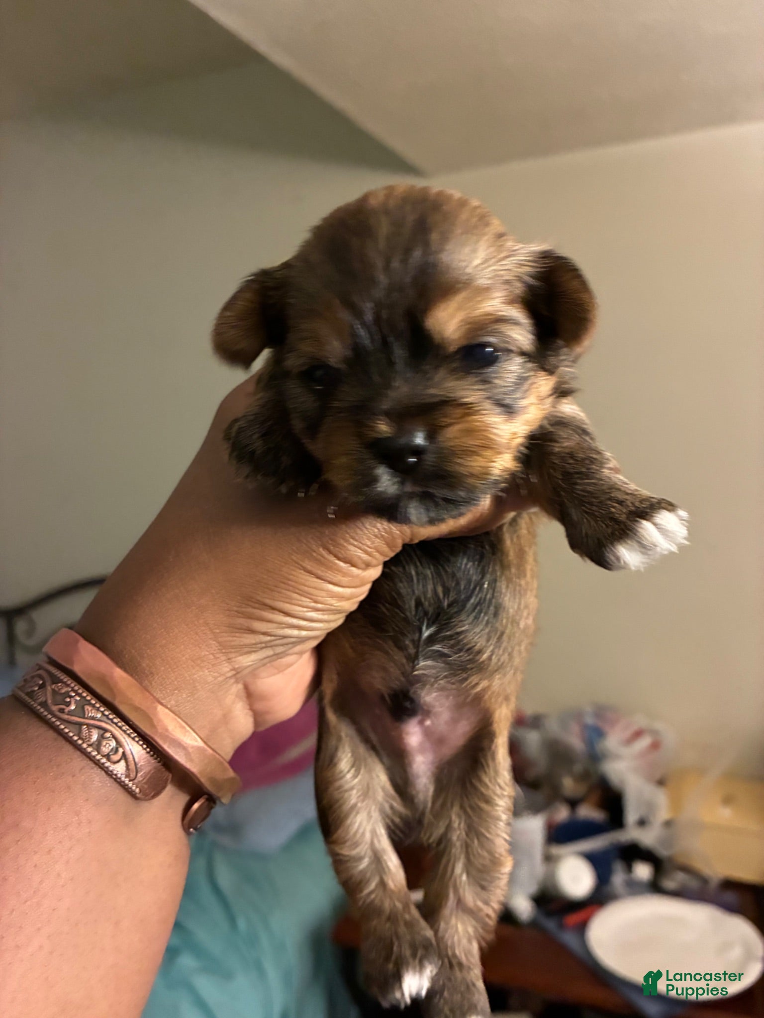Mixed Breed dogs Brown Sugar  - Ad 2