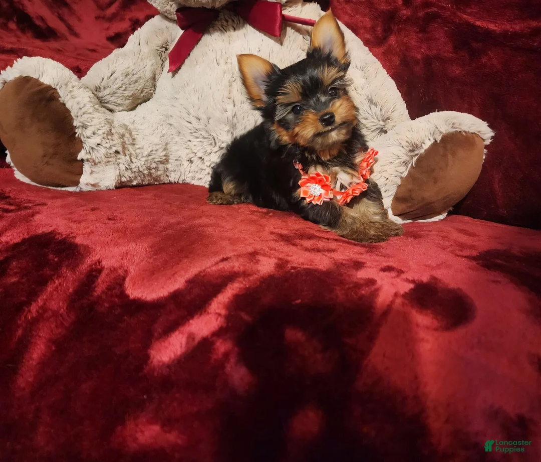 Yorkshire Terrier dogs for sale: POPPY - Ad 2