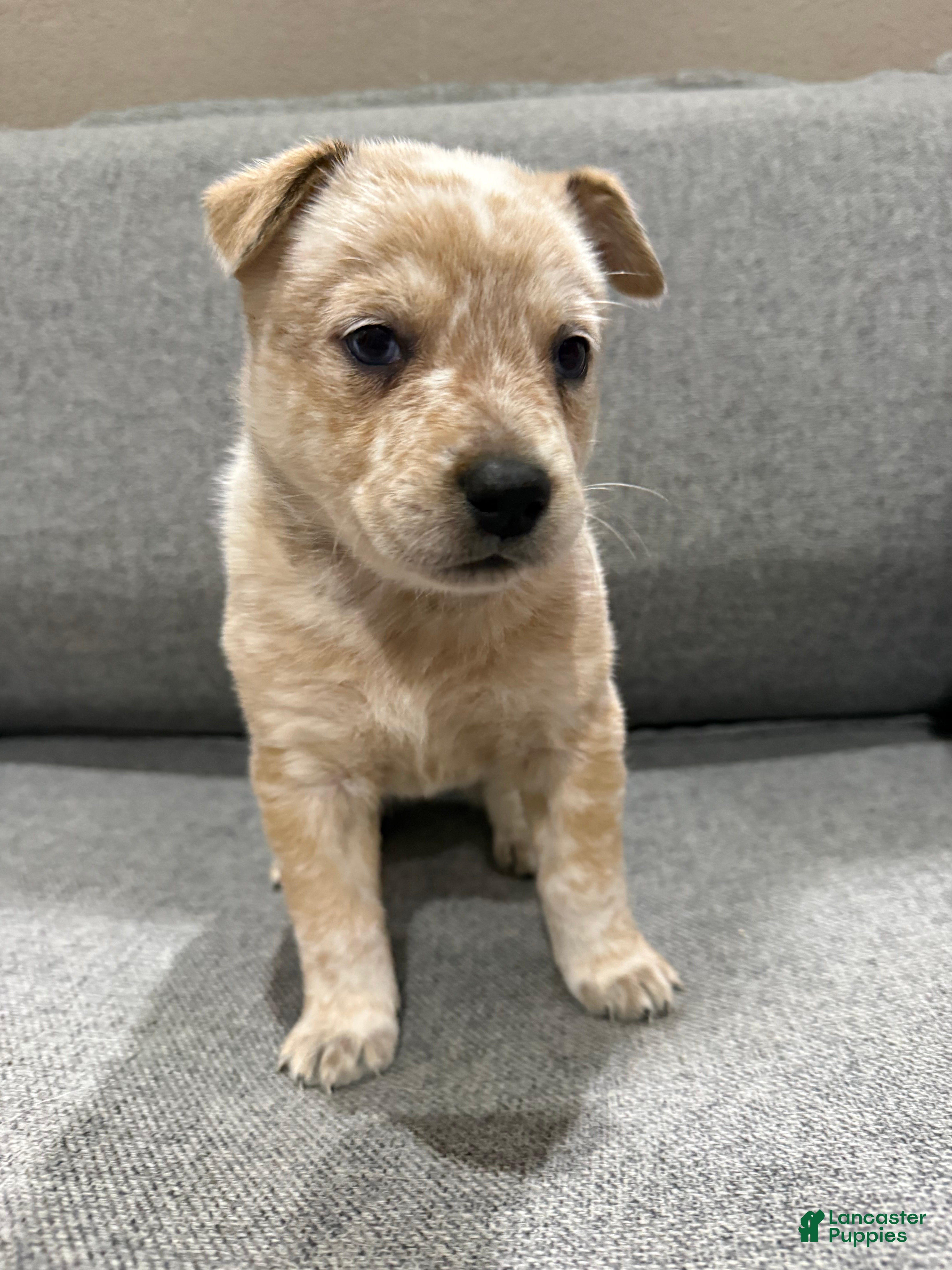 Australian Cattle Dog dogs Red Male (Dark Blue - Freckles) - Ad 1