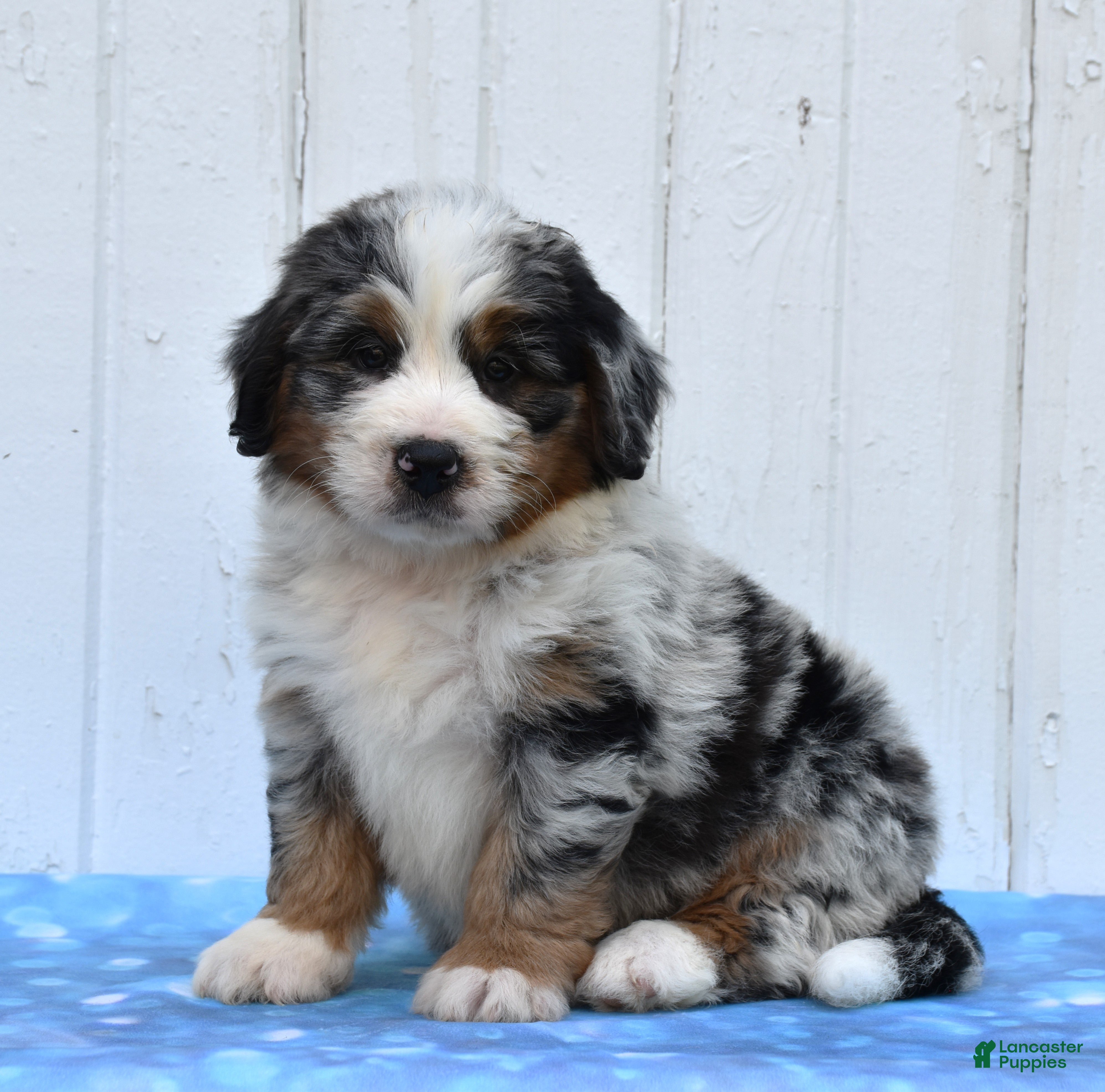 Mini Bernedoodle dogs Carter - Ad 1
