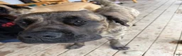 English Mastiff dogs for sale: English Mastiff Puppy 5 - Ad 4