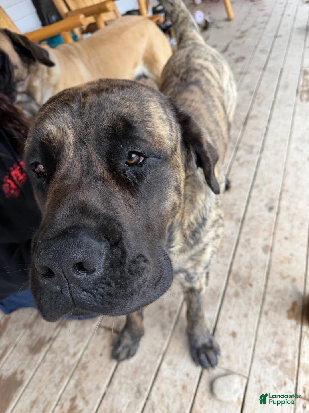English Mastiff dogs for sale: English Mastiff Puppy 5 - Ad 4