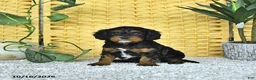 Cavapoo dogs for sale: Deacon - Ad 4