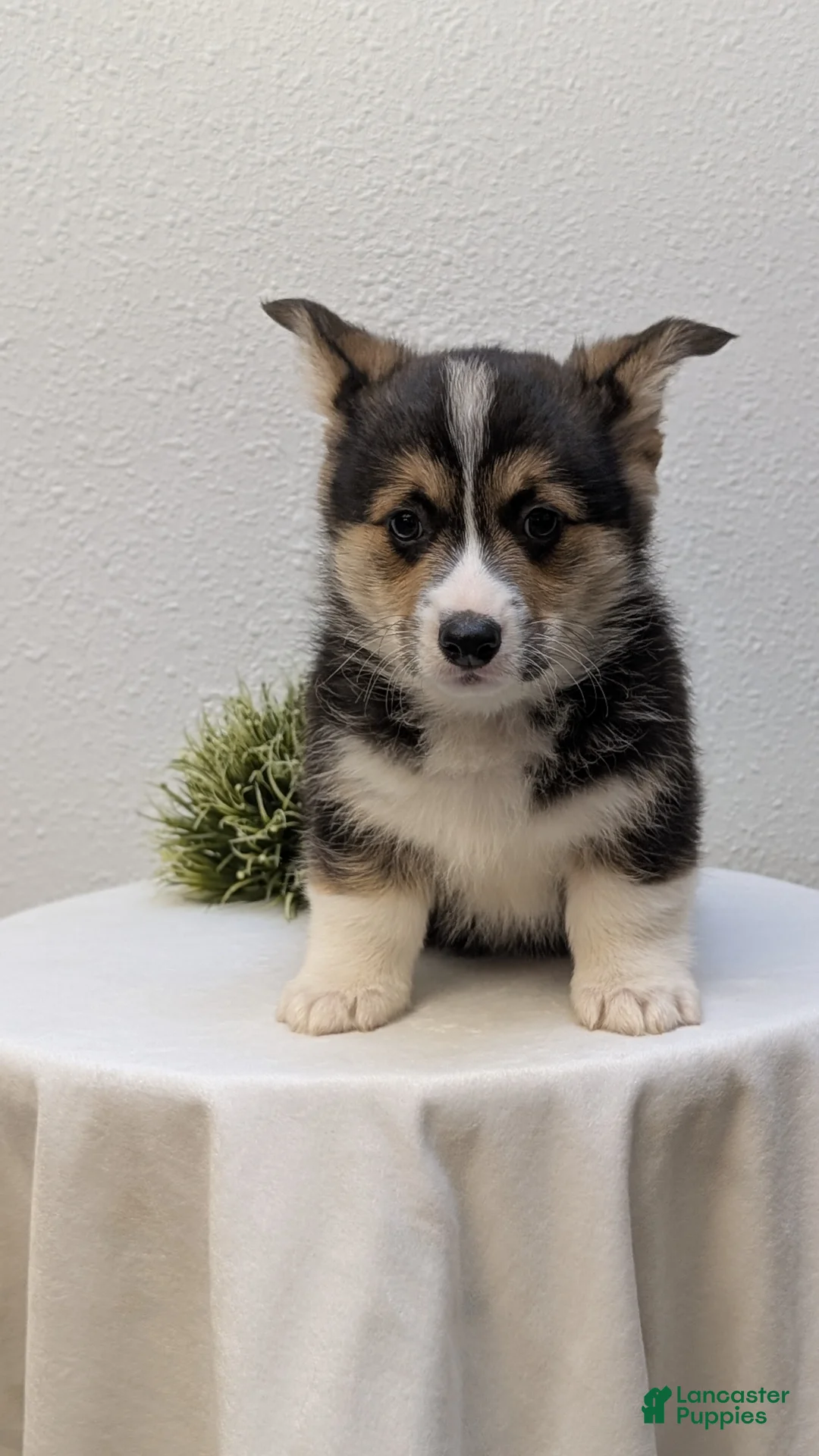 Welsh Corgi Pembroke dogs for sale: Nash - Ad 2