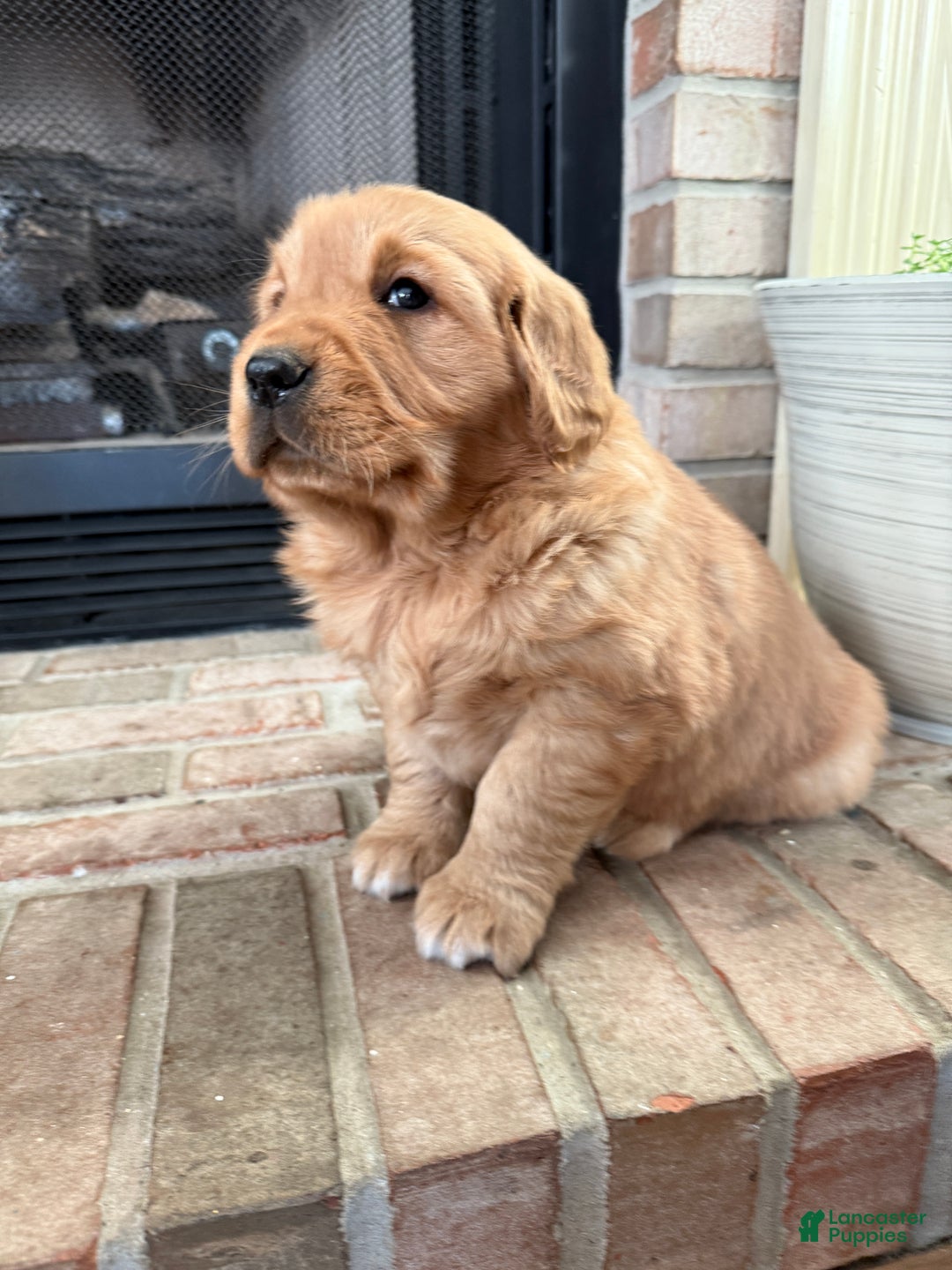 Golden Retriever dogs for sale: Sunny - Ad 7