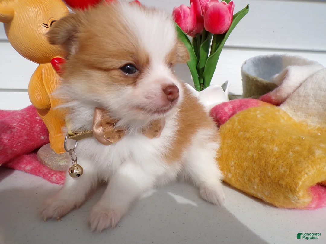 Pomeranian dogs for sale: Pomeranian Puppy 6 Chester - Ad 4