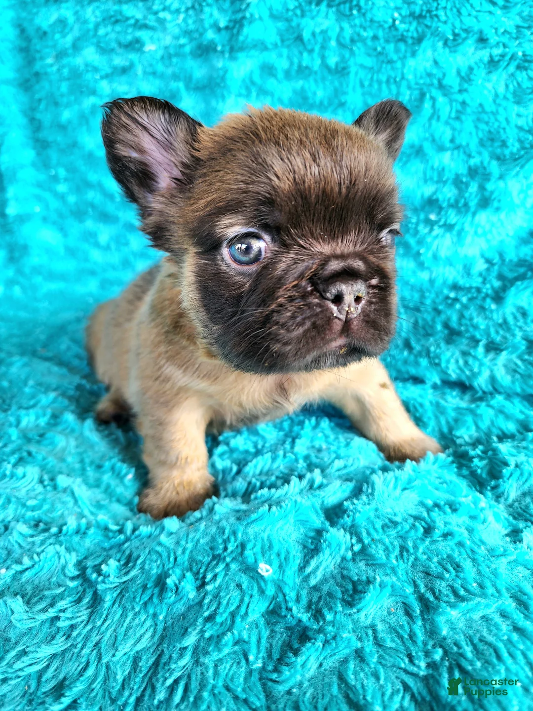 French Bulldog dogs for sale: Teddy Bear  - Ad 2