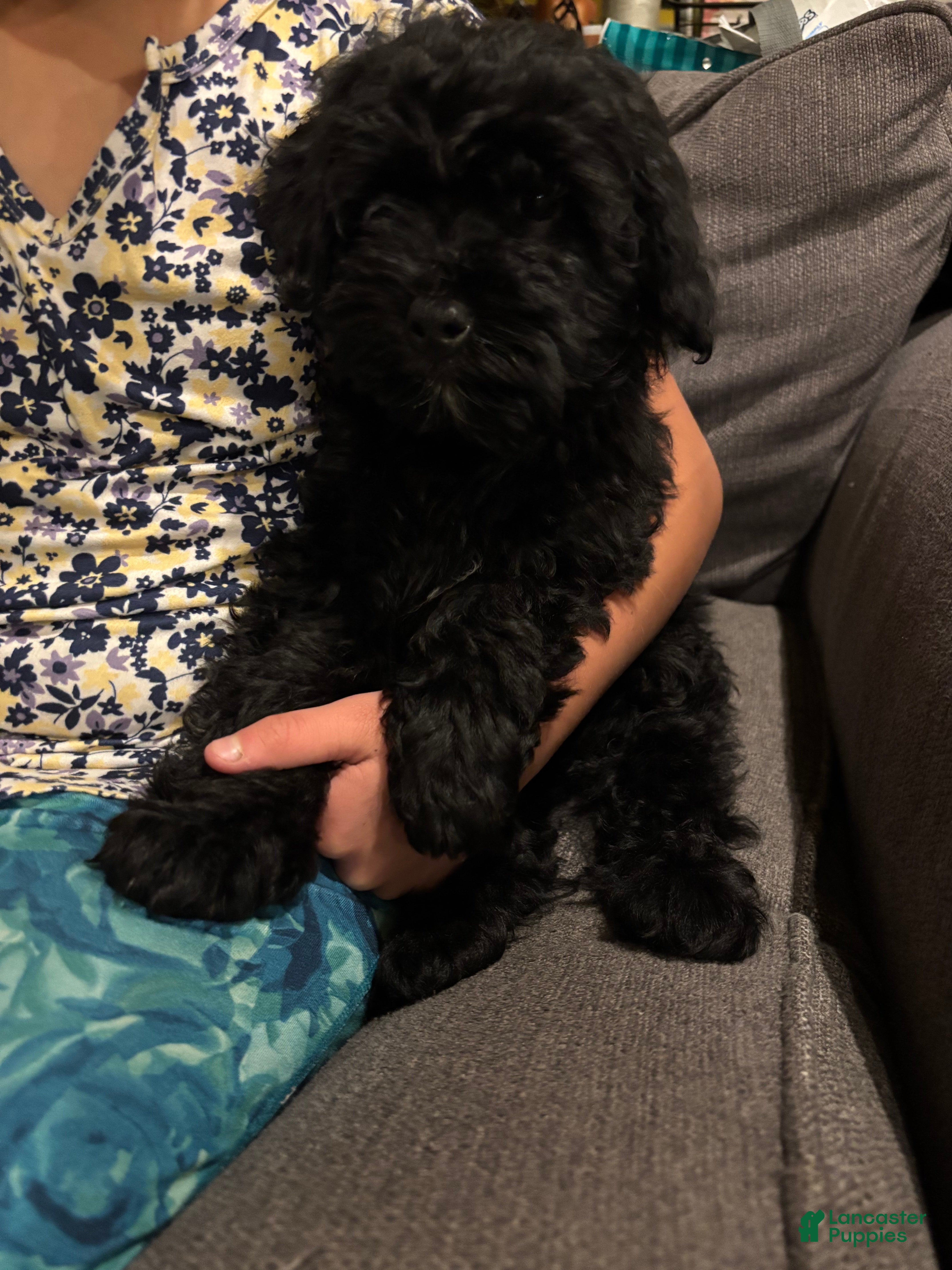 Mini Goldendoodle dogs for sale:  Gunner - Ad 4
