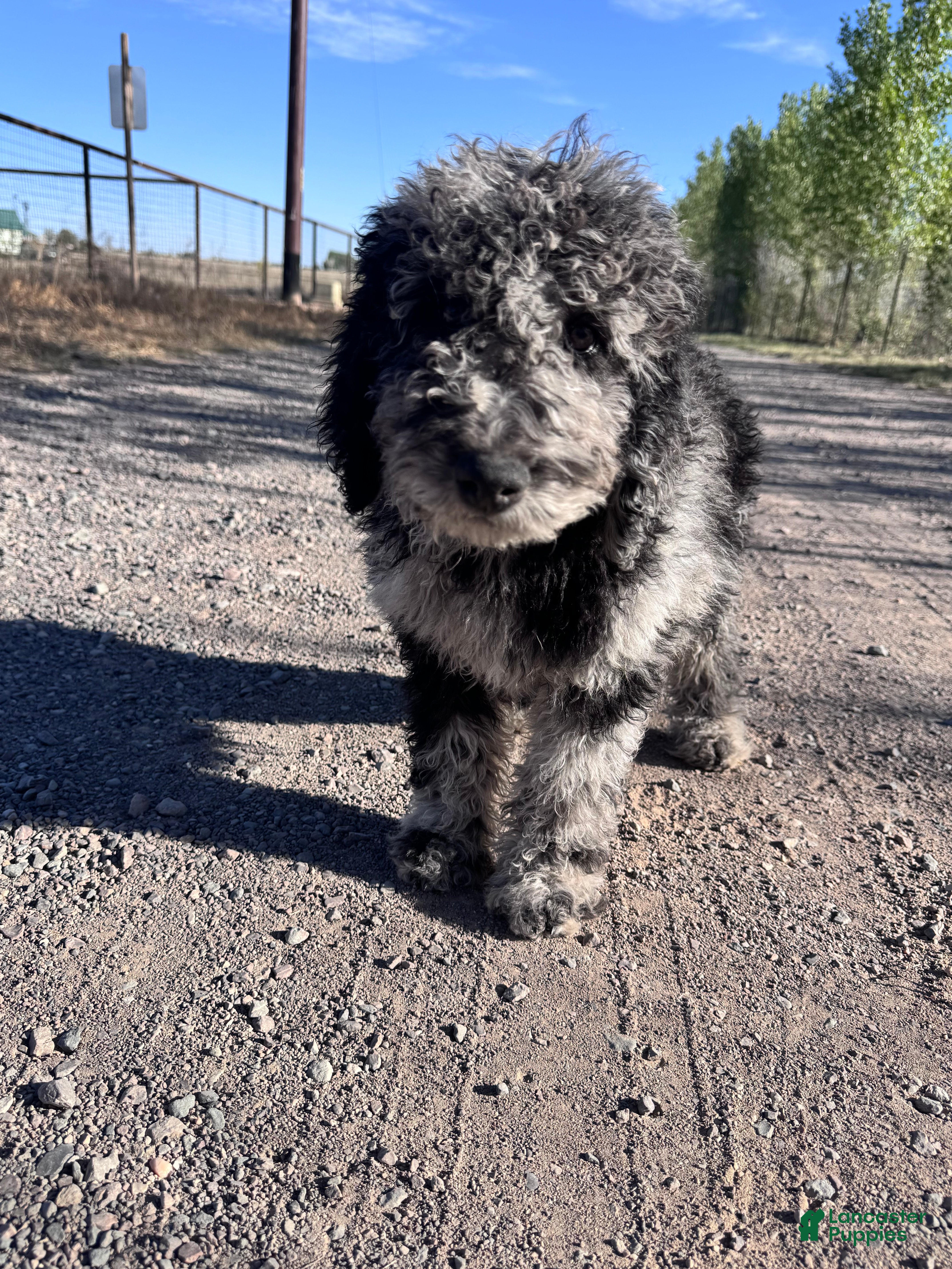 Labradoodle dogs Labradoodle Puppy 1 - Ad 3